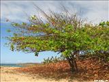 Playa Peñón Brusi - CAMUY
